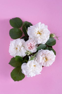 Pembe arka planda güzel beyaz bahçe gülleri.