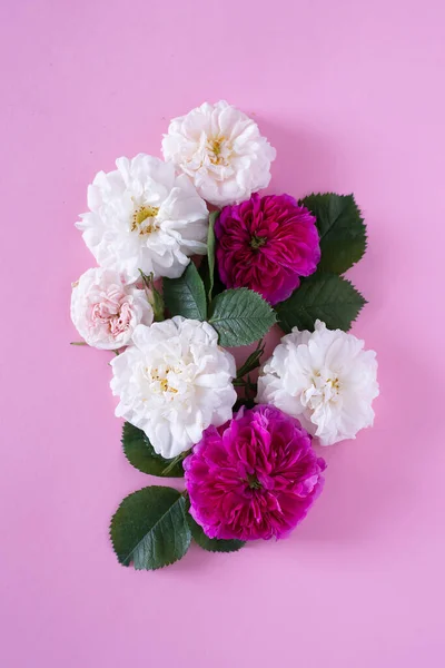 Hermosas rosas blancas y carmesí jardín sobre un fondo rosa — Foto de Stock