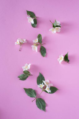 Pembe arka planda güzel beyaz yasemin çiçekleri