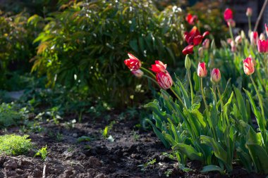 Çiçek bahçesine yakın çekim
