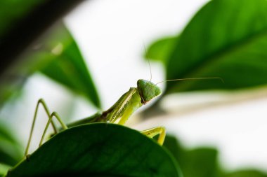 Peygamberdevesi perisinin makro görüntüsü. Dümdüz bakıyor