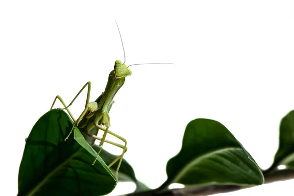 Makrobild av mantis nymf. stirrar rakt. banner för inskription — Stockfoto