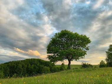 Arka planda dramatik bulut olan ağacın manzara fotoğrafçılığı