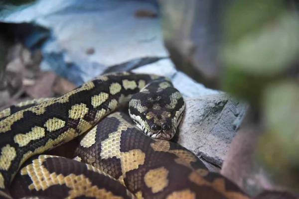 野生動物 ヘビの写真 — ストック写真