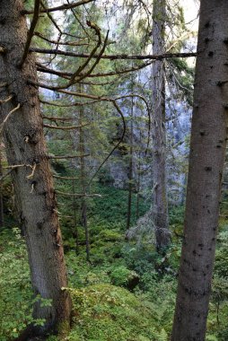 Vahşi Orman 'ın HDR fotoğrafları