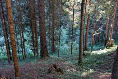 Vahşi Orman 'ın HDR fotoğrafları