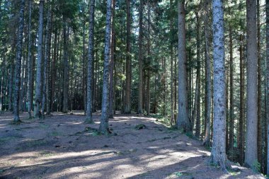 Vahşi Orman 'ın HDR fotoğrafları