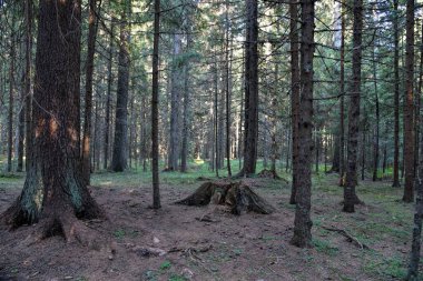 Vahşi Orman 'ın HDR fotoğrafları