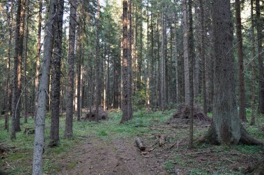 Vahşi Orman 'ın HDR fotoğrafları