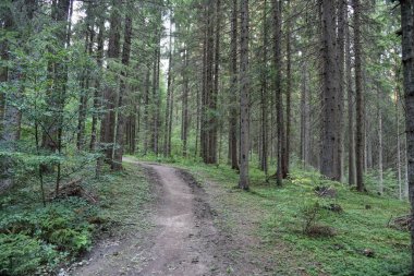 Vahşi Orman 'ın HDR fotoğrafları