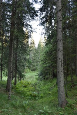 Vahşi Orman 'ın HDR fotoğrafları