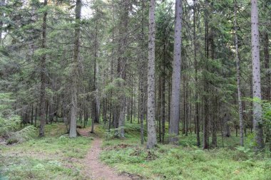 Vahşi Orman 'ın HDR fotoğrafları