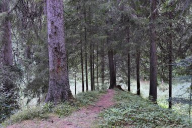 Vahşi Orman 'ın HDR fotoğrafları