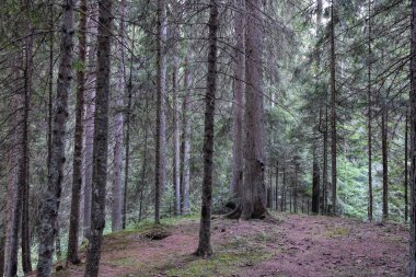 Vahşi Orman 'ın HDR fotoğrafları
