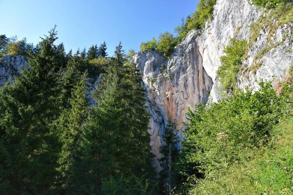 Photographie Hdr Forêt Sauvage — Photo