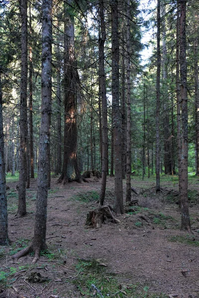 Hdr Fotografie Pădure Sălbatică — Fotografie, imagine de stoc