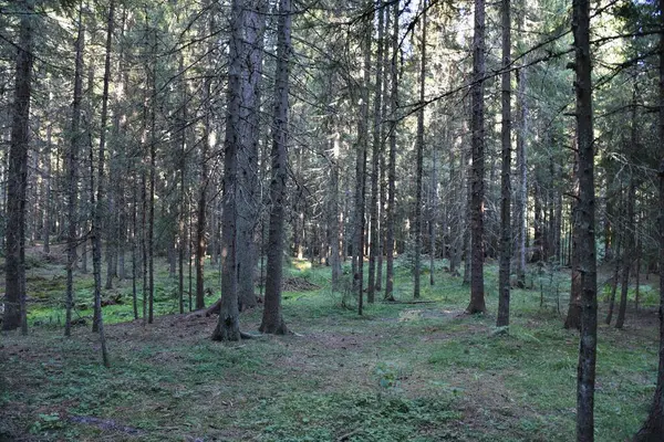 Fotografia Hdr Dzikiego Lasu — Zdjęcie stockowe