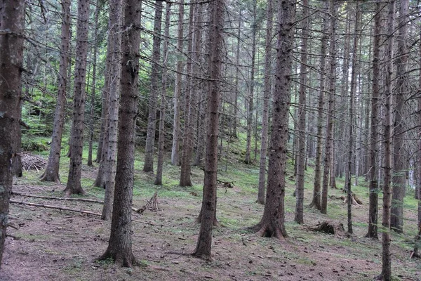 Hdr Photography Wild Forest — Stock Photo, Image