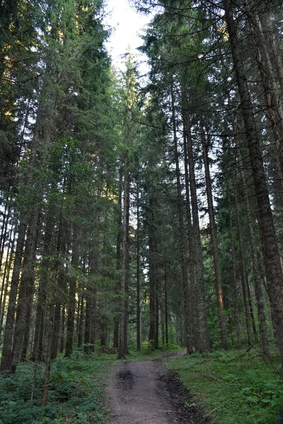Hdr Photography Wild Forest — Stock Photo, Image