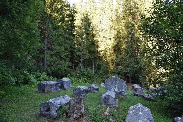 Hdr Photography Wild Forest — Stock Photo, Image