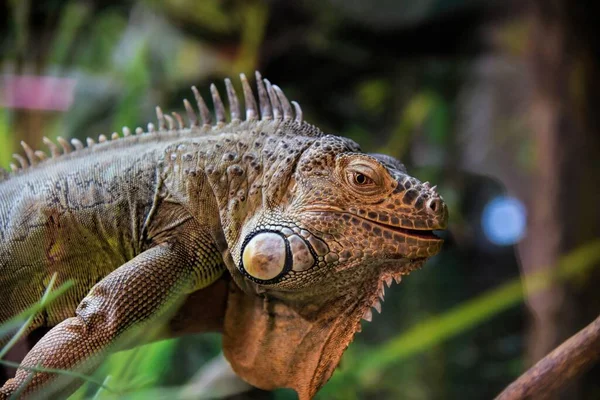 Photography of wild animal in zoo, dragon