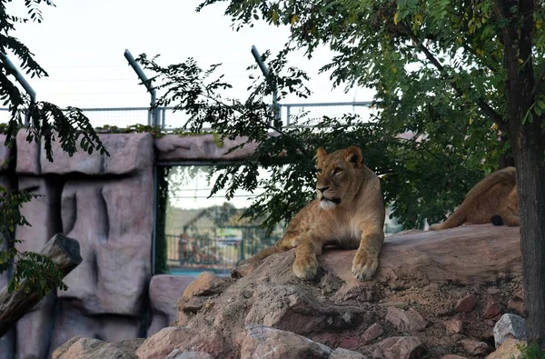Photography of wild animal in zoo, lion