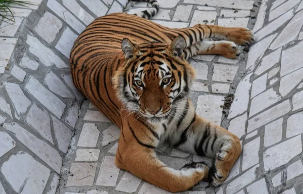 Φωτογραφία Άγριου Ζώου Στο Ζωολογικό Κήπο Τίγρης — Φωτογραφία Αρχείου