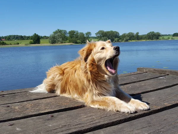 dog - golden retriever mix lies on bridge at a lake at a sunny day