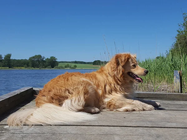 dog - golden retriever mix relaxing by a lake at a sunny day