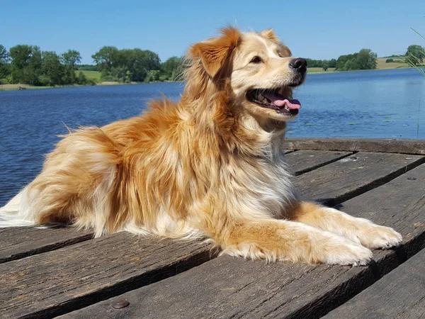 Dog Golden Retriever Mix Lies Bridge Lake Sunny Day — Stock Photo, Image