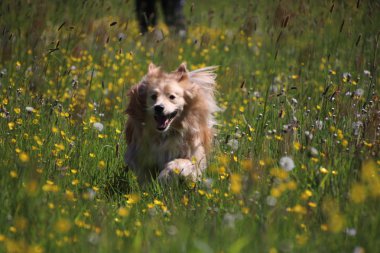 Altın geri almak karıştırmak sarı çiçekler arasında çalışıyor