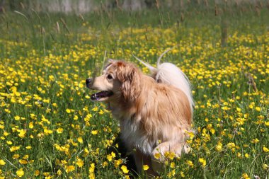 Çayırda sarı çiçekler arasında altın geri almak karıştırmak standları