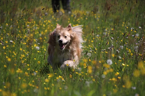 Altın geri almak karıştırmak sarı çiçekler arasında çalışıyor