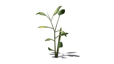 tropikal kar beyaz arka plan üzerinde izole bitki - Dieffenbachia-