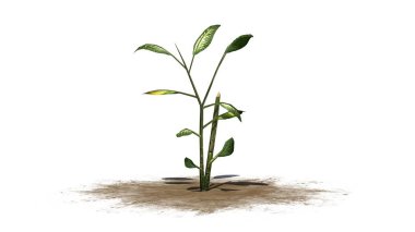 tropikal kar beyaz arka plan üzerinde izole bitki - Dieffenbachia-