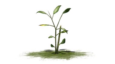 tropikal kar beyaz arka plan üzerinde izole bitki - Dieffenbachia-