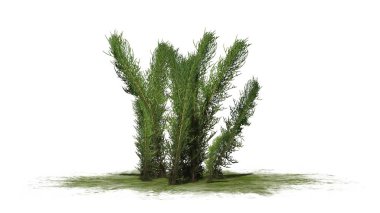 Beyaz arka plan üzerinde ayrılmış çamaşır çimen