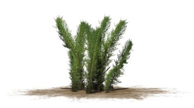 Beyaz arka plan üzerinde ayrılmış çamaşır çimen