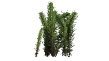 Beyaz arka plan üzerinde ayrılmış çamaşır çimen