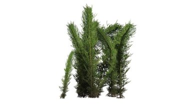 Beyaz arka plan üzerinde ayrılmış çamaşır çimen