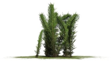 Beyaz arka plan üzerinde ayrılmış çamaşır çimen