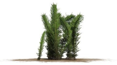 Beyaz arka plan üzerinde ayrılmış çamaşır çimen