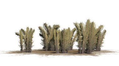 Beyaz arka plan üzerinde ayrılmış çamaşır çim küme karanlık