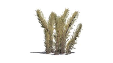 Beyaz arka plan üzerinde ayrılmış çamaşır çimen