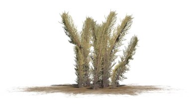 Beyaz arka plan üzerinde ayrılmış çamaşır çimen