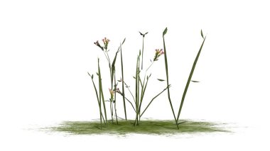 Beyaz arka plan üzerinde izole kır çiçekleri