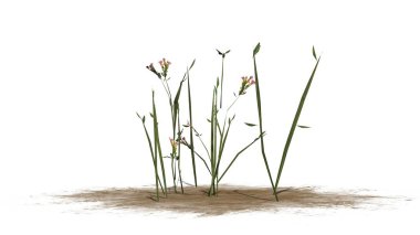 Beyaz arka plan üzerinde izole kır çiçekleri