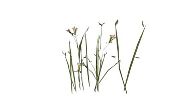 Beyaz arka plan üzerinde izole kır çiçekleri