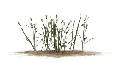 Beyaz arka plan üzerinde izole kır çiçekleri