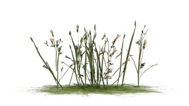 Beyaz arka plan üzerinde izole kır çiçekleri